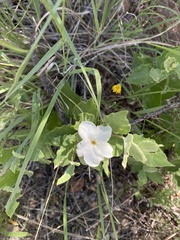 Mandevilla macrosiphon