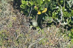 Prinia maculosa maculosa