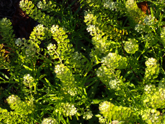 Lepidium virginicum