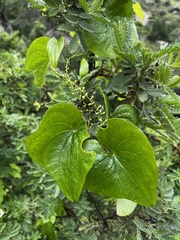 Dioscorea sylvatica