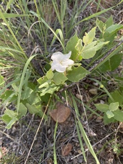 Mandevilla macrosiphon