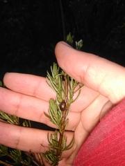 Chrysolina americana