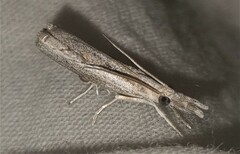 Culladia cuneiferellus