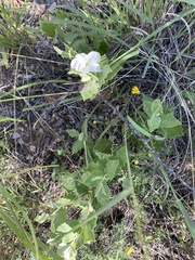 Mandevilla macrosiphon