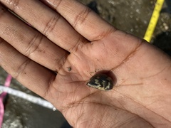 Nerita oryzarum