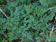 Ambrosia artemisiifolia