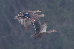 Anas platyrhynchos × fulvigula