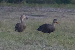 Anas platyrhynchos × fulvigula