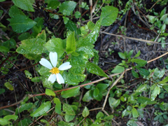 Bidens alba