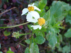 Bidens alba