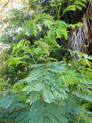 Leucaena leucocephala