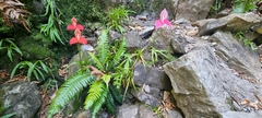 Disa uniflora
