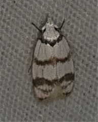 Chezala brachypepla