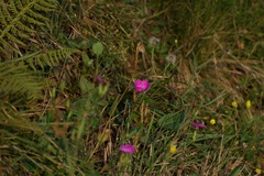 Dianthus armeria