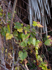 Vitis rotundifolia