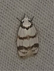 Chezala brachypepla
