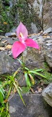Disa uniflora