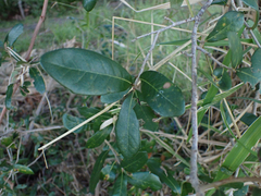 Quercus
