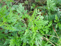 Ambrosia artemisiifolia