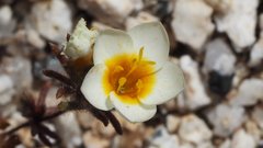 Leptosiphon lemmonii