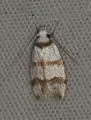 Chezala brachypepla