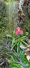 Disa uniflora