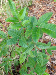 Schinus terebinthifolia