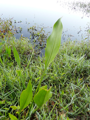 Sagittaria lancifolia