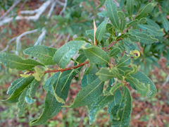 Morella cerifera