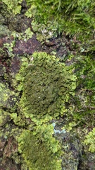 Melanohalea elegantula