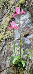 Disa uniflora