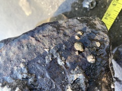 Amphibalanus amphitrite