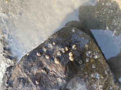 Amphibalanus amphitrite