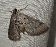 Parapoynx crisonalis