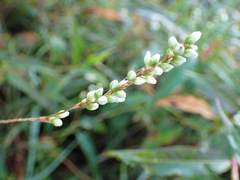 Persicaria