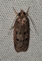 Hofmannophila pseudospretella