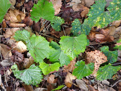 Vitis rotundifolia