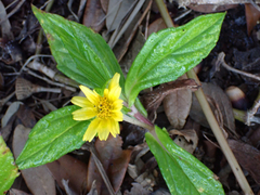Sphagneticola trilobata