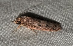Hofmannophila pseudospretella