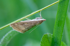 Ostrinia