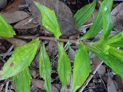 Sphagneticola trilobata