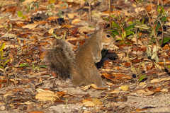 Sciurus carolinensis