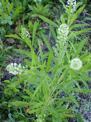 Lepidium virginicum