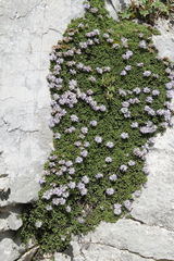 Globularia repens