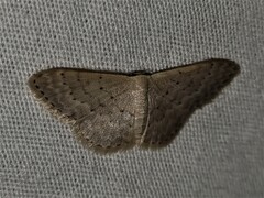 Idaea philocosma