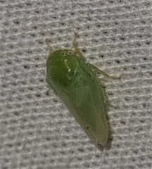Batracomorphus