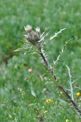 Cirsium osterhoutii