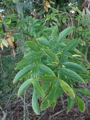 Sambucus canadensis