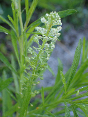 Lepidium virginicum