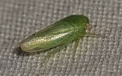 Batracomorphus